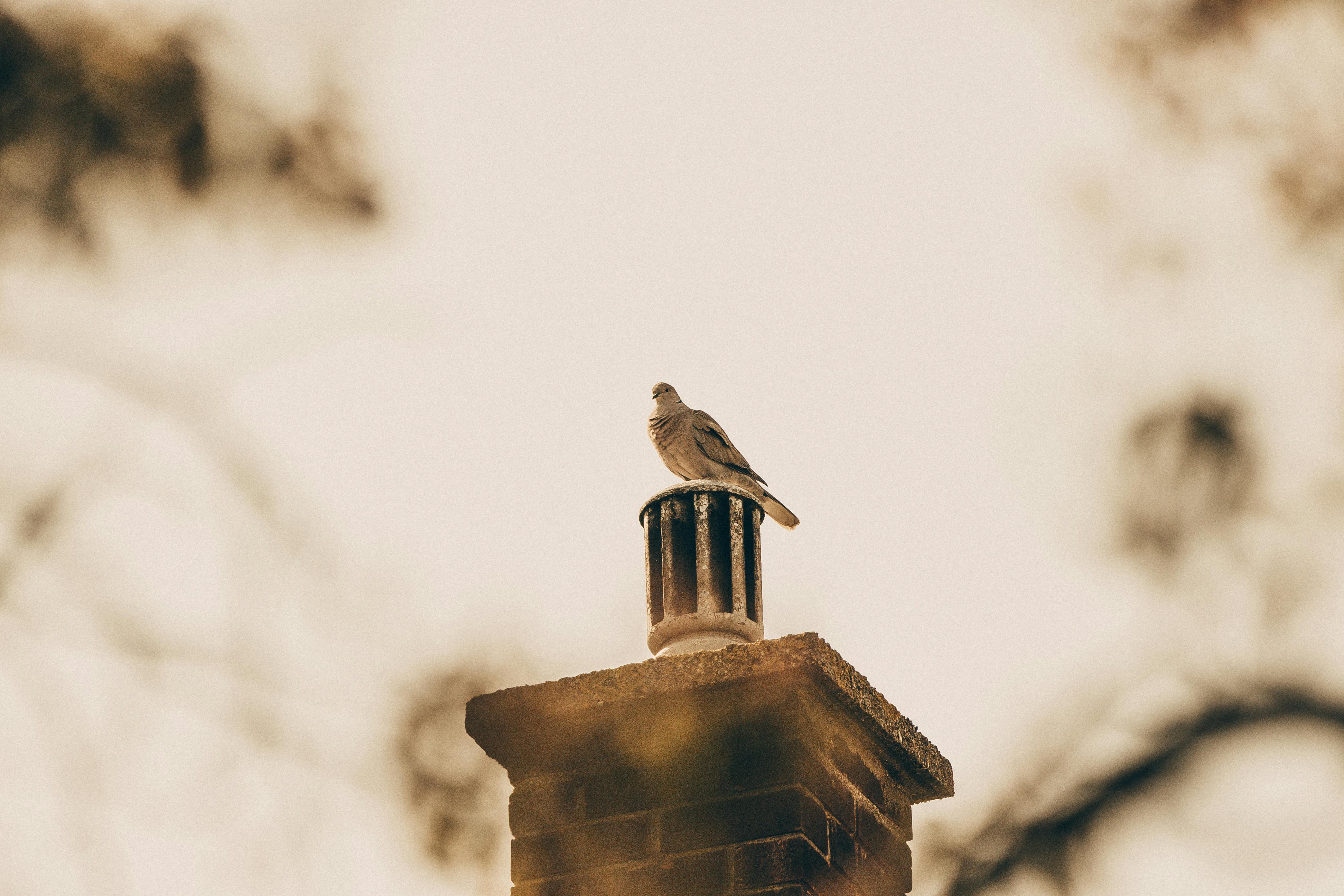 Professional Chimney Cap and Damper In Dedham Massachusetts